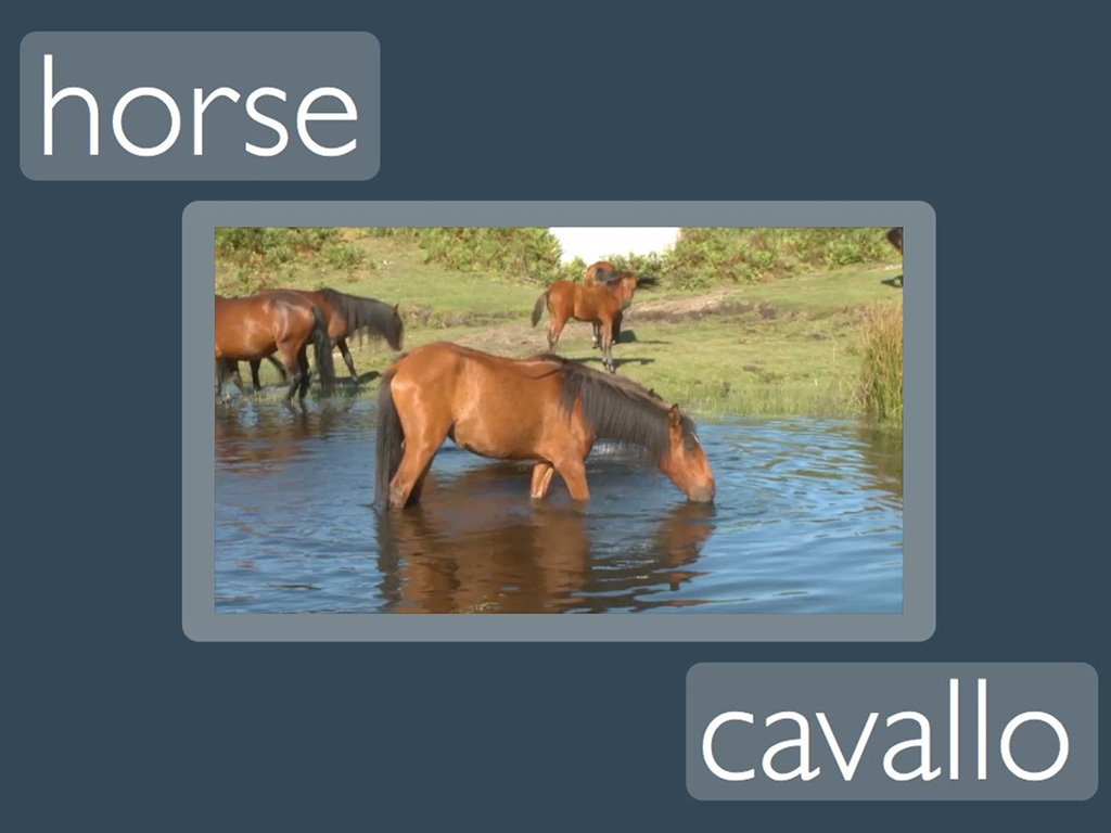 Horse: Italian